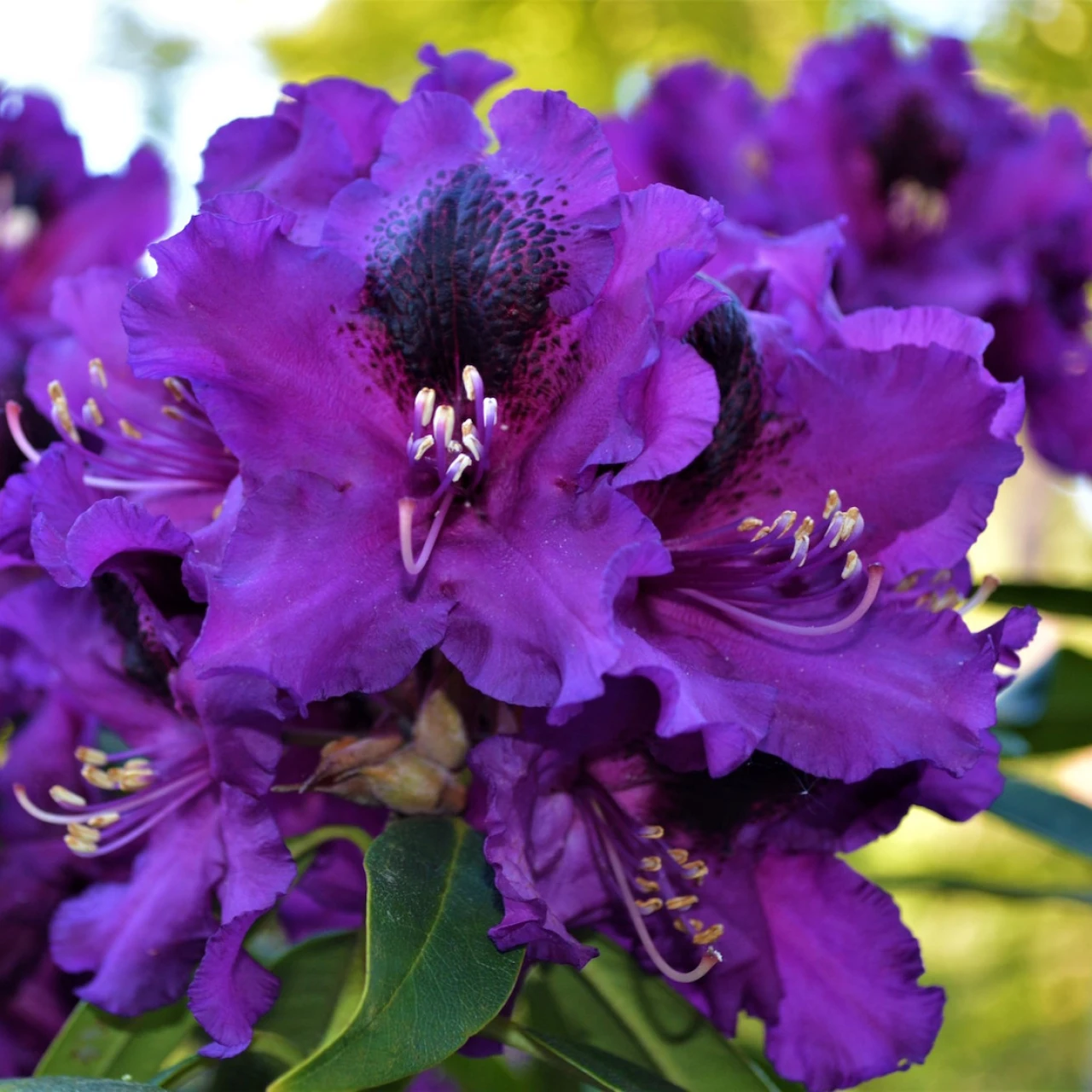 Purple Splendour